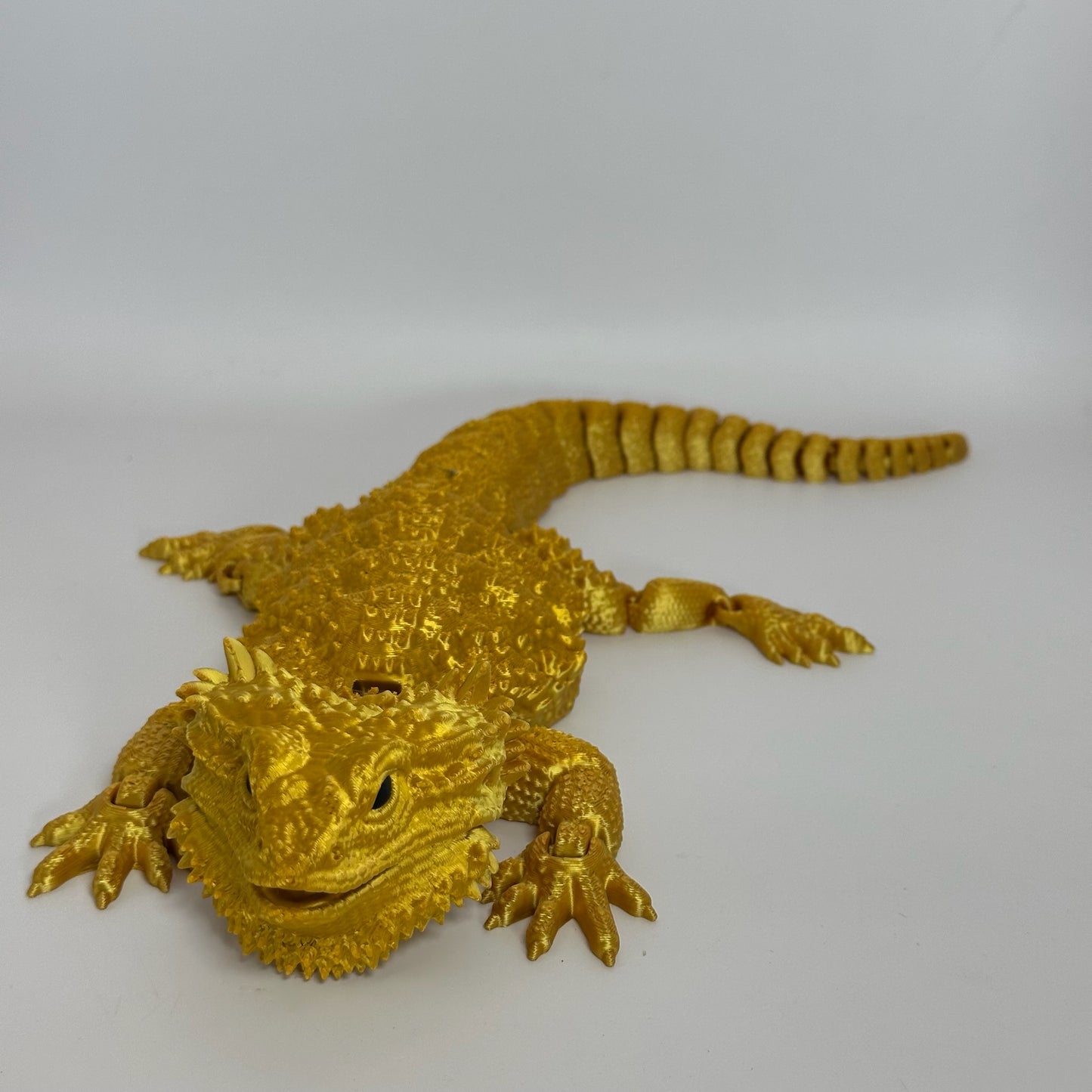 Bearded Dragon