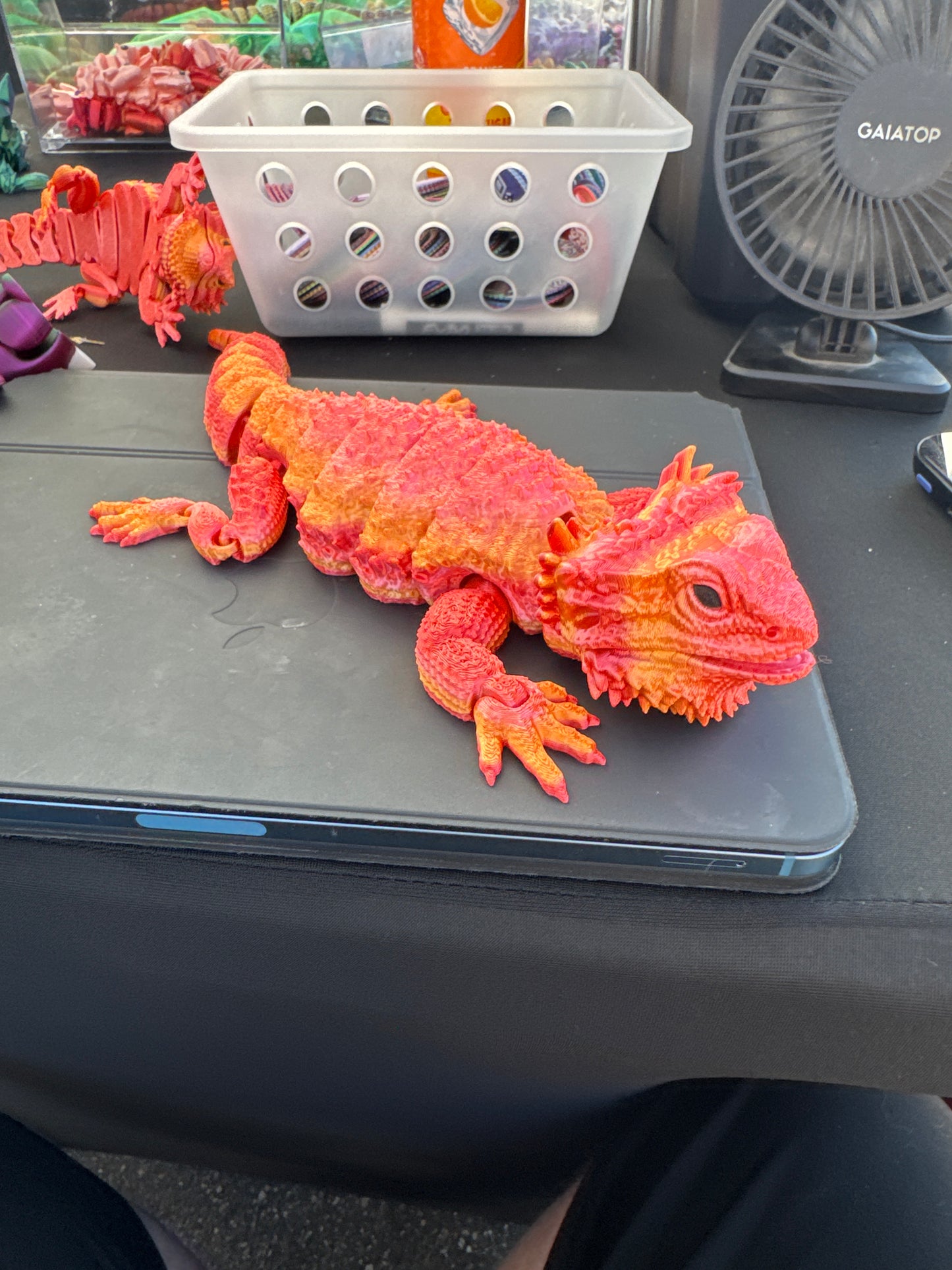 Bearded Dragon