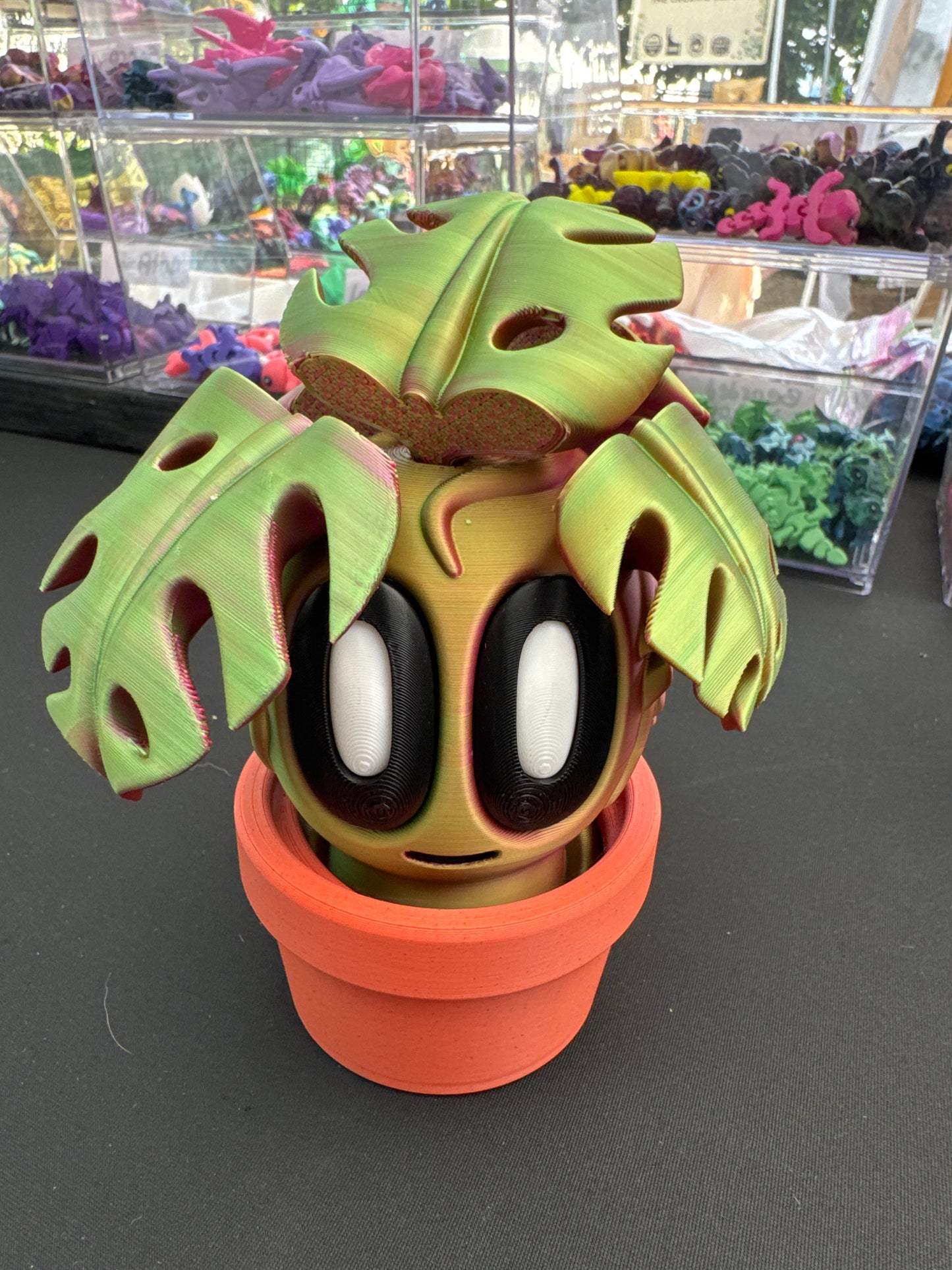 Blob Plant (Monstera)