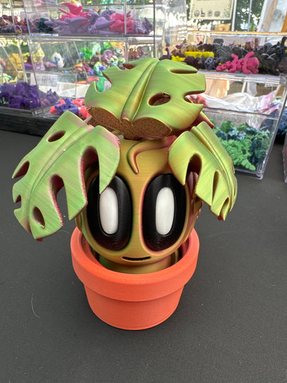 Blob Plant (Monstera)
